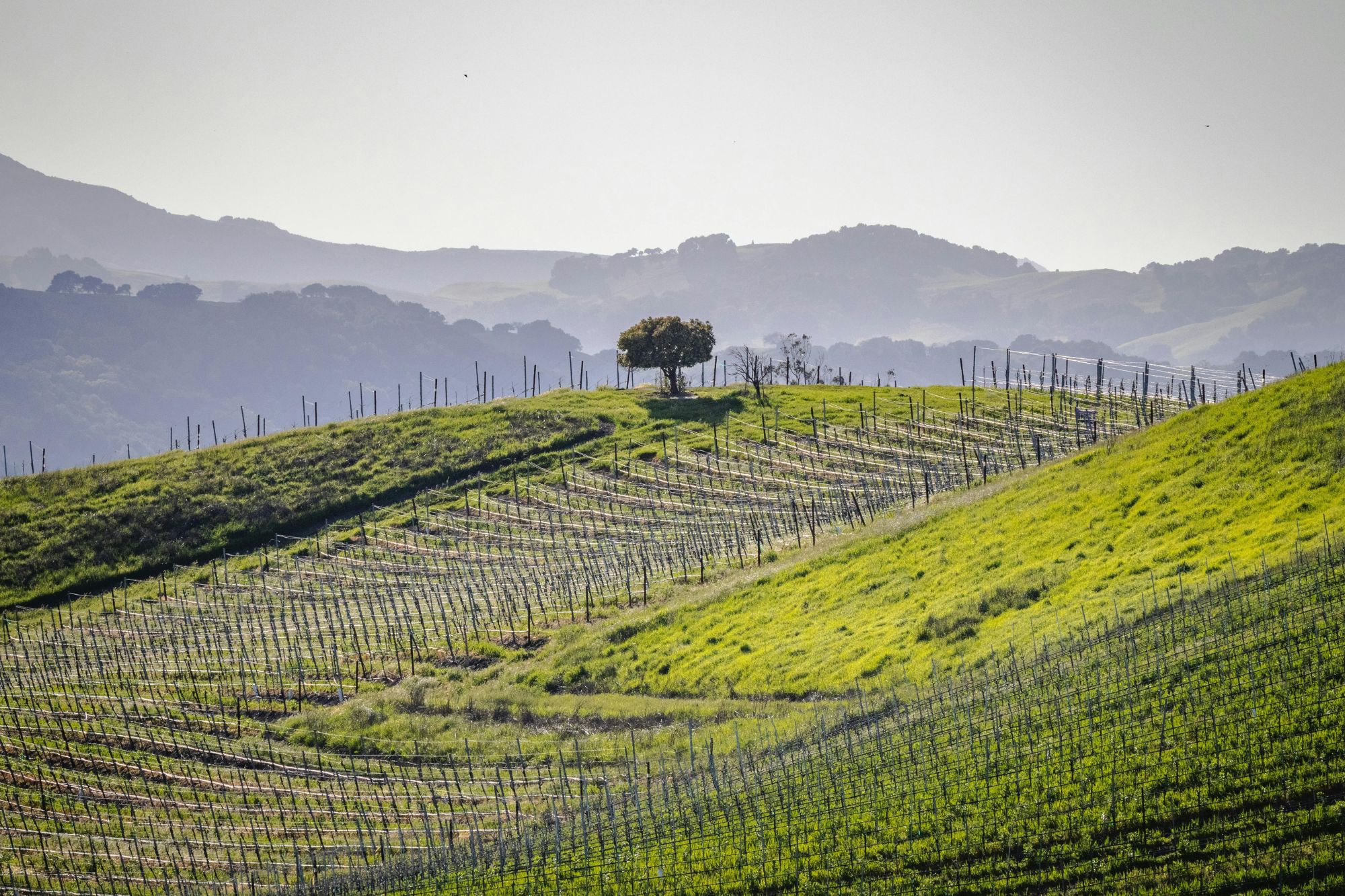 33 Site preparation for Vineyard planting