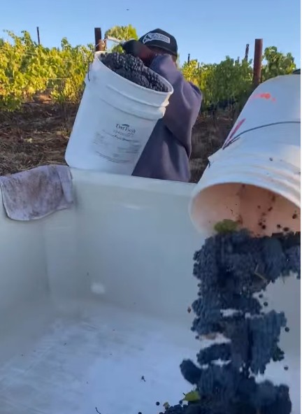 Harvest Bins full of Pinot Noir being dumped into a large Macro-bin at Brittan Vineyards in McMinnville AVA