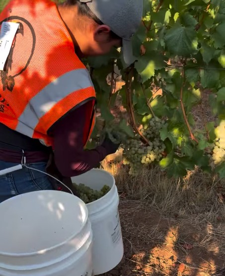 BVS Crew hand-harvesting Chardonnay Grapes in Willamette Valley