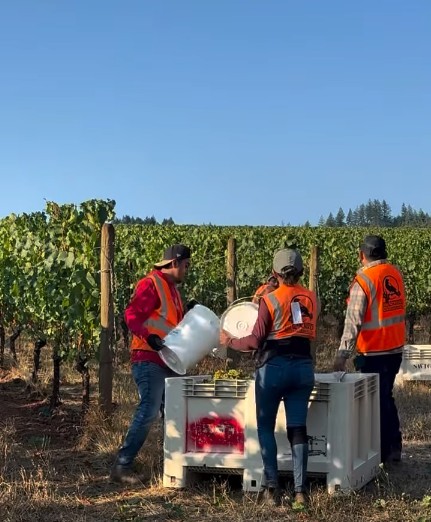 BVS Crew hand-picking white grapes at L'Angolo Estate Vineyard